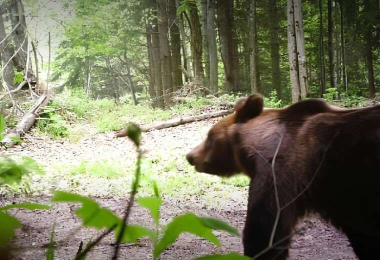 У ДПСУ показали природного охоронця кордону: «патрулювання» бурого звіра потрапило в об’єктиви камер