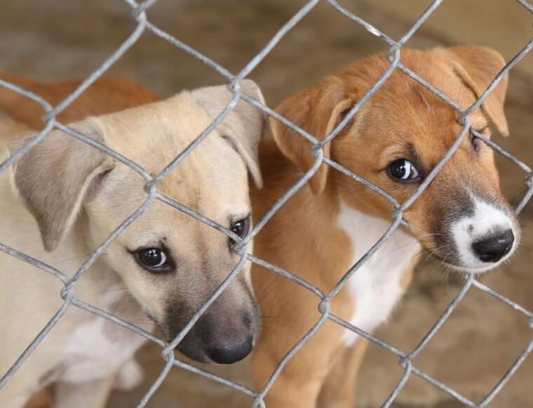 На Одещині зловмисники ґвалтували собак із притулку: поліція зібрала докази