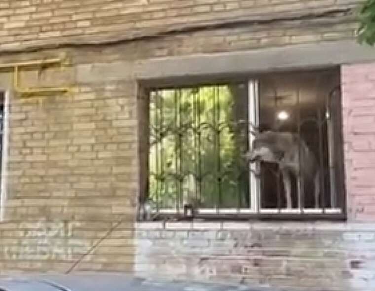 В Киеве зоозащитники спасли настоящего волка, который жил в квартире