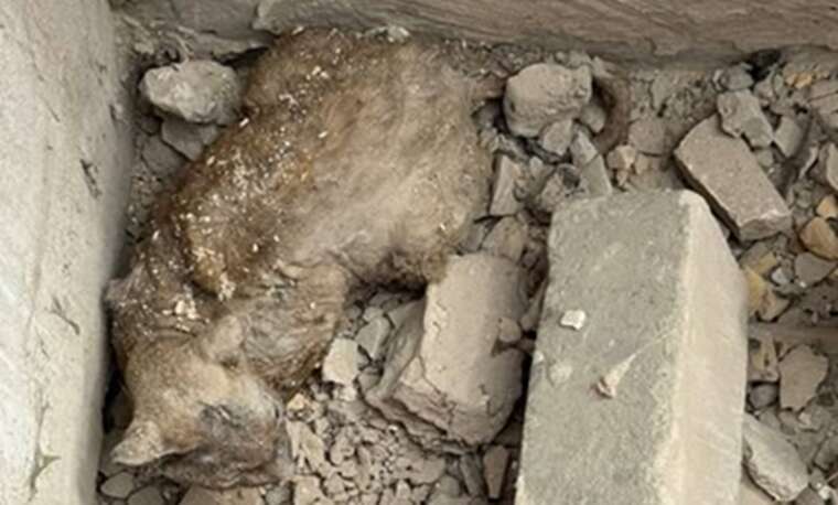 Spent several days under the rubble: Energy workers found a live cat in the ruins of a house