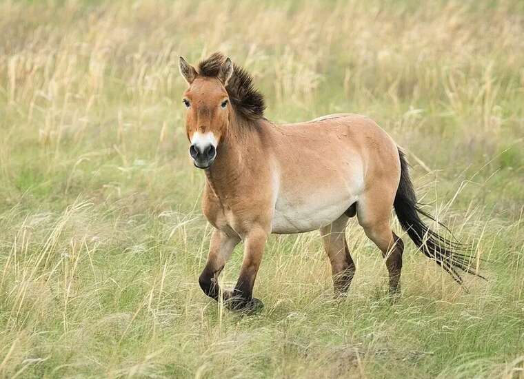 В Чернобыльской зоне на мине подорвался краснокнижный конь Пржевальского