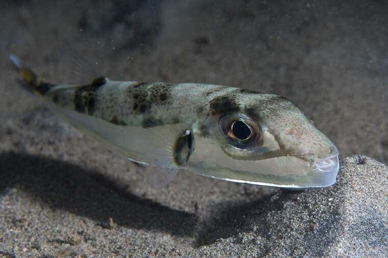 У Чорному морі з’явилася смертельно отруйна риба - тетраодон сріблястий