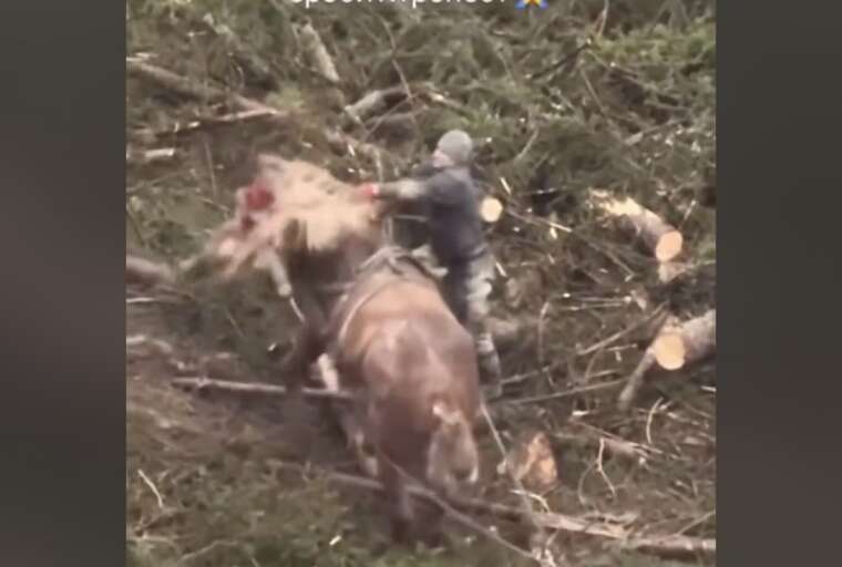 У Яремчі суд покарав штрафом чоловіка, який знущався з коня у Поляниці