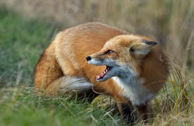 На Київщині зафіксували спалахи сказу у тварин