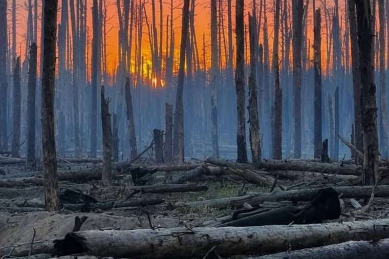 Ущерб окружающей среде Украины от войны превысил 108 миллиардов евро, - Гринчук