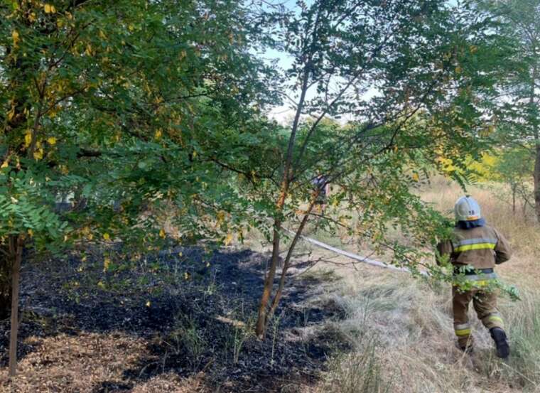 На Миколаївщині лютують пожежі: палали ліси, автомобілі та будинки