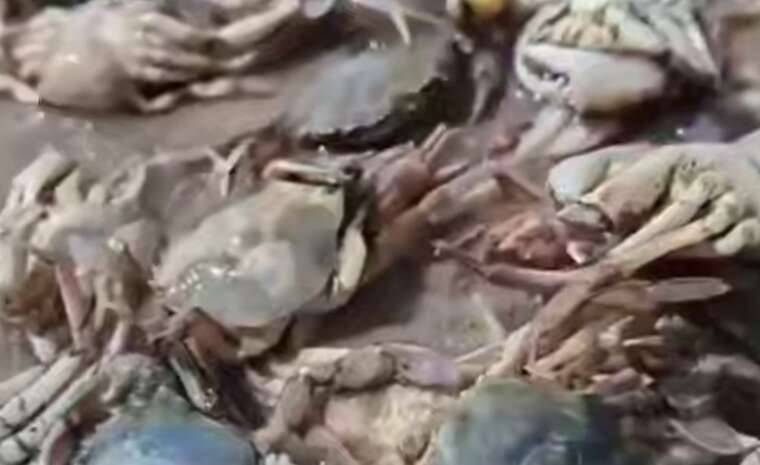 В Одеській області десятки тисяч крабів викинуло на берег