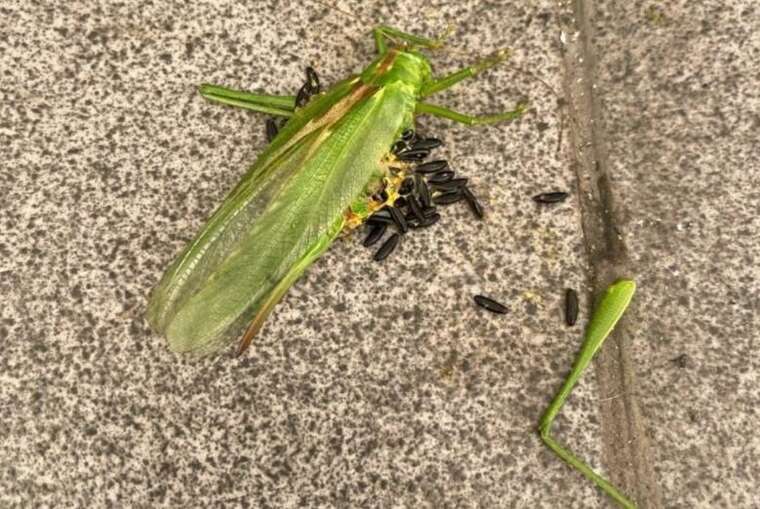 Нашестя гігантської сарани дісталося Києва — під загрозою врожаї