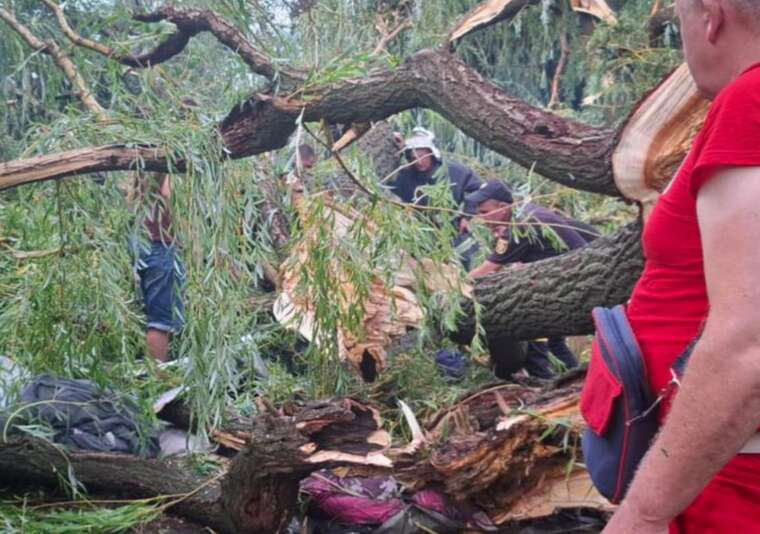 В Одеській області дерево впало на дітей: є загиблий і постраждалі