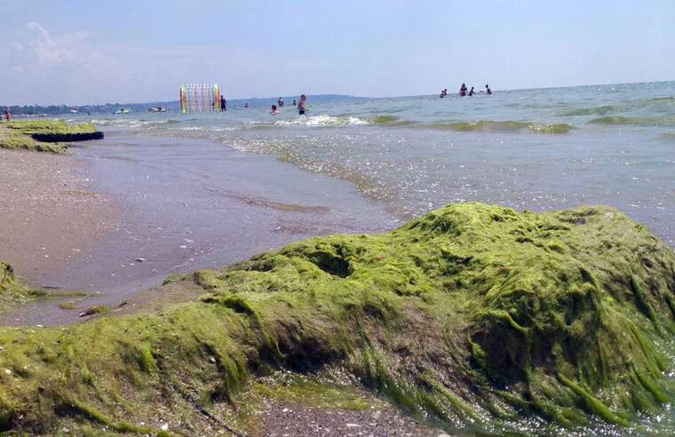Купальний сезон під загрозою: водорості захопили одеське узбережжя