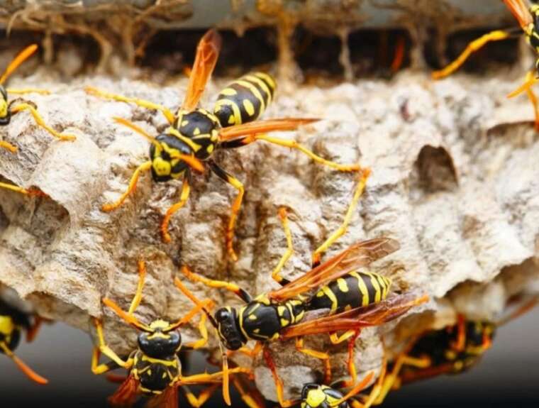 В США на ядерном объекте обнаружили радиоактивное осиное гнездо