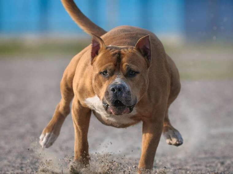 У Київській області бійцівський пес напав на 9-річну дитину
