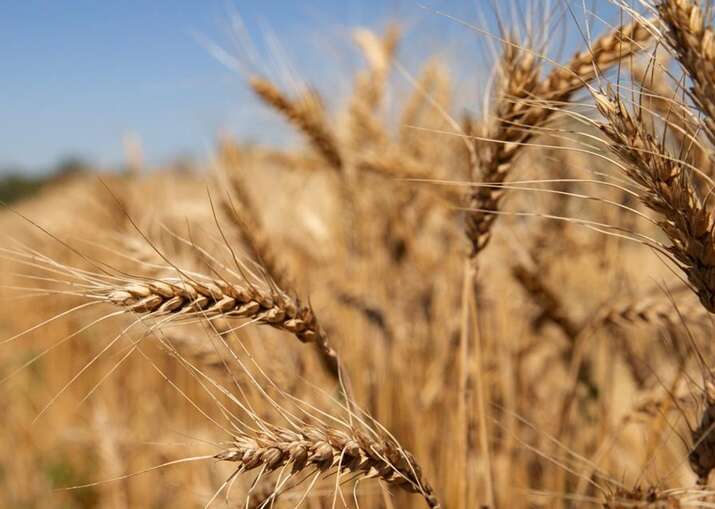 Russia sells stolen Ukrainian wheat to 70 countries worldwide