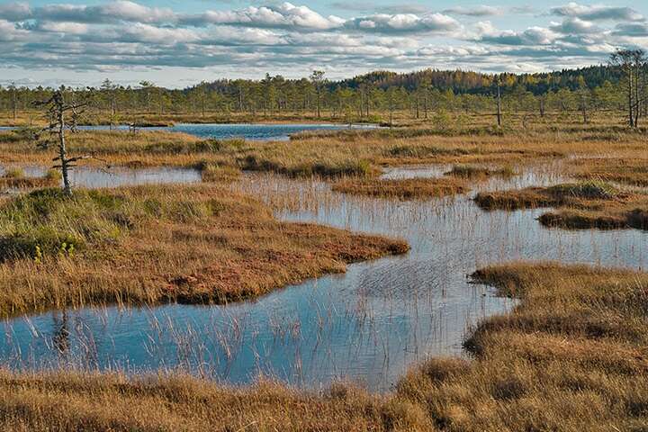 ЄС планує використовувати відновлені болота для захисту східних кордонів від Росії