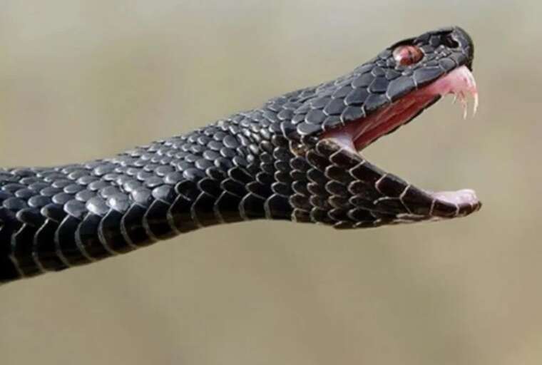 У Хорватії п’яний турист вижив після укусу змії: рептилія померла від алкоголю