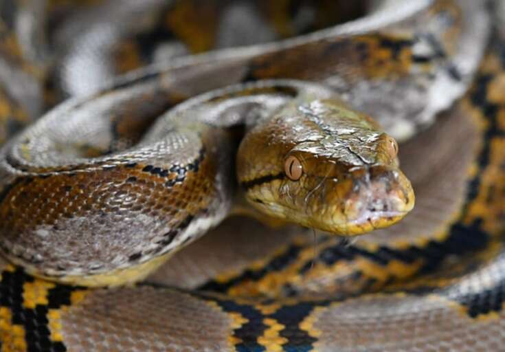 На Київщині правоохоронці виловили пітона, якого ймовірно покинув власник