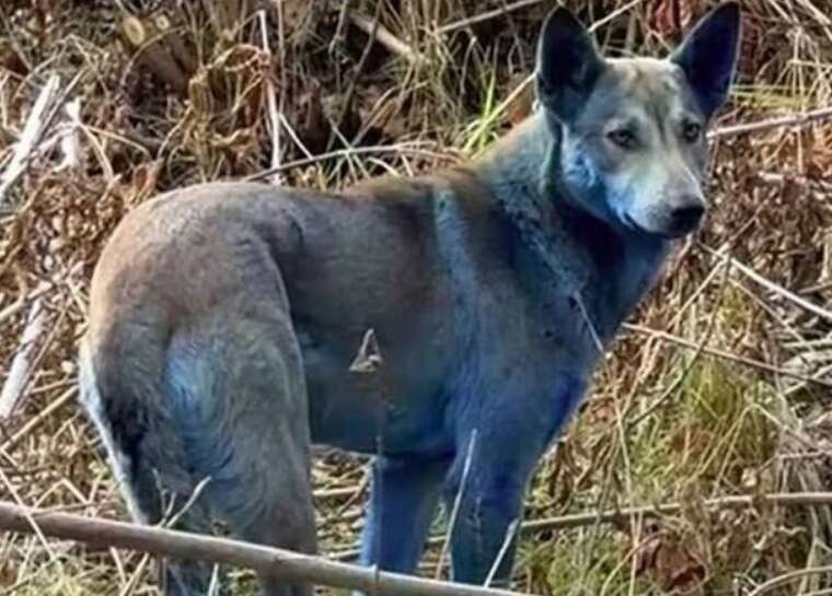 У Чорнобильській зоні помітили собак із синюватою шерстю