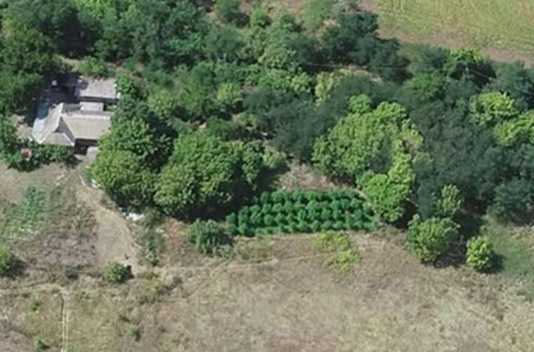 12 років за ґратами: Киян підозрюють у вирощуванні та збуті великої партії коноплі