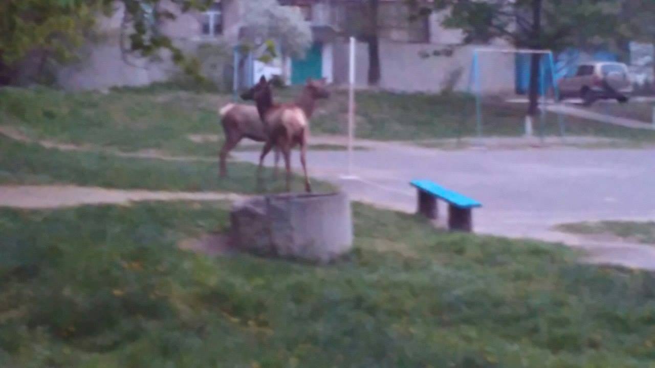 13062822_1713598388896480_111304594_o dqxikeidqxidqeant