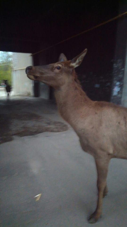 13077339_1713598382229814_1036594299_n