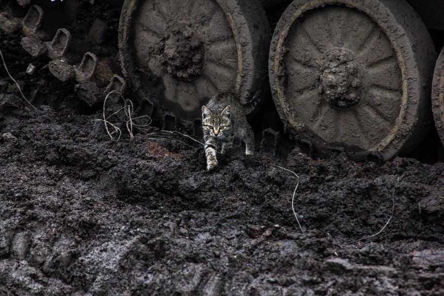  ,  ? dqxikeidqxidqrant