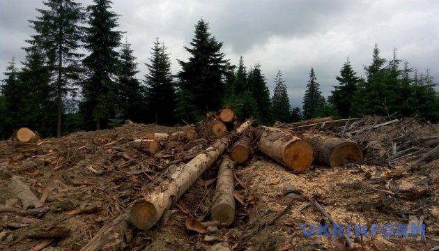 Как карпатские леса за деньги сделать больными... dqxikeidqxidqeant