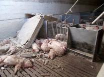 14980701_1354868851190584_2368561377069529204_n dqxikeidqxidqeant