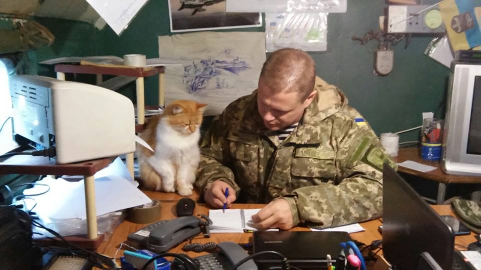 За що котам в АТО треба поставити пам’ятник-12 - фото 1 За що котам в АТО треба поставити пам’ятник-12 - фото 1 dqxikeidqxidqeant