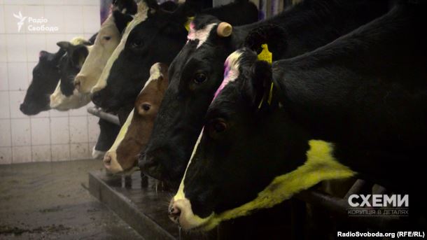 Корови допомагають селянам Хмельниччини наповнювати сімейний бюджет dqxikeidqxidqeant