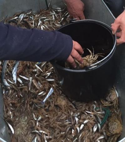 краб dqxikeidqxidqrant