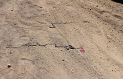 На ралли возле Николаева гоночный автомобиль насмерть сбил мужчину, перебегавшего трассу - Copyright https://news.pn