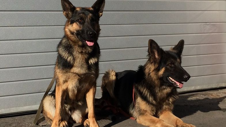 спасатели dqxikeidqxidqrant