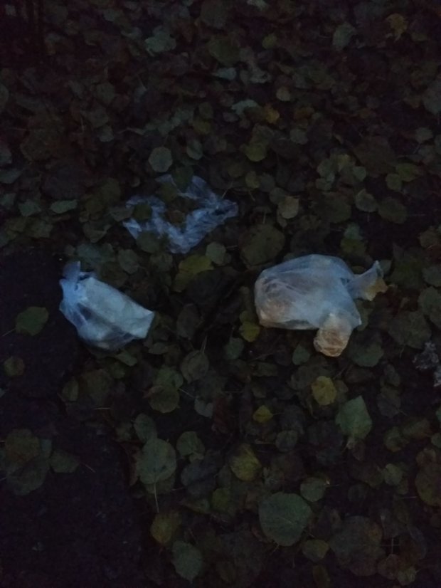 У Києві на голову викидають сміття dqxikeidqxidqeant