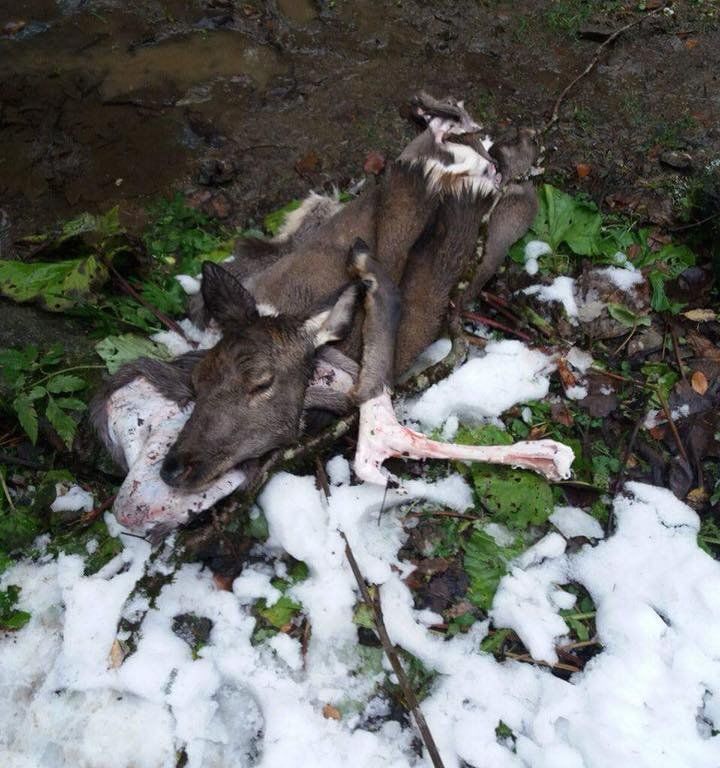 Рештки ведмедя і олениці_2