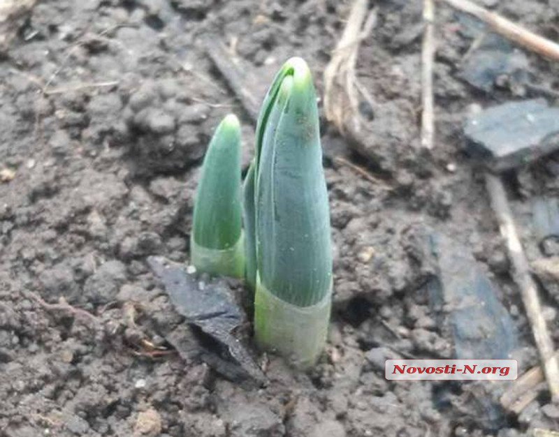 , , , , , , ,  dqxikeidqxidqrant