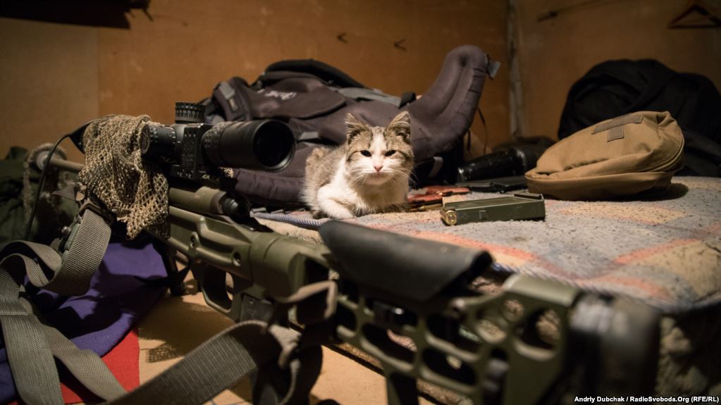 Дозволений для фотографування «.308» і все той же кіт на ім’я «Кіт»