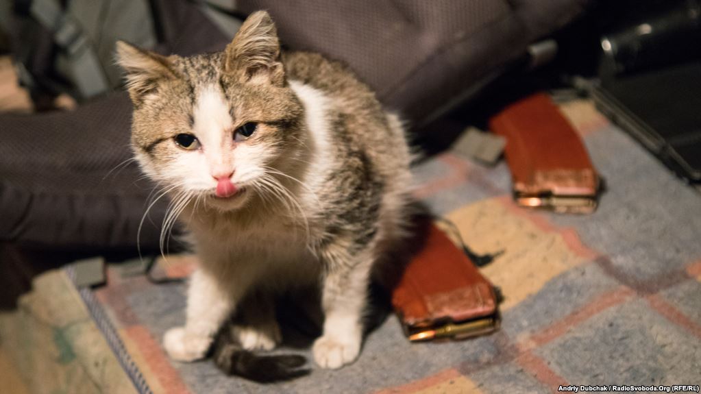 Кіт снайперів морпіхів на ім’я Кіт показує мені язика :)