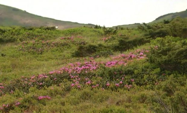 Розцвіла червона рута dqxikeidqxidqeant