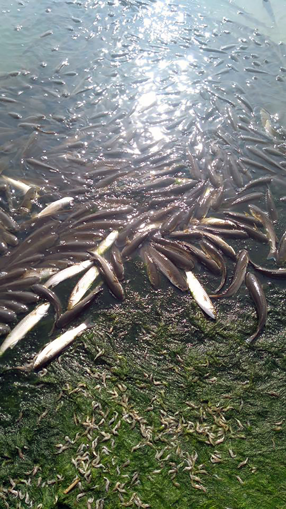 ÑкологиÑ, лиман, Ð¼Ð¾Ñ ÑÑбÑ, загÑÑзнение dqxikeidqxidqeant