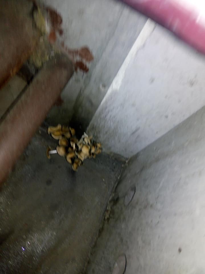 Фото: Facebook dqxikeidqxidqeant