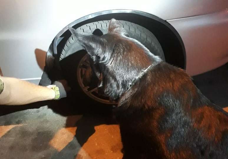 ХаÑÑковÑанин пÑÑалÑÑ Ð²ÑвезÑи в РоÑÑÐ¸Ñ Ð±Ð¾Ð»ÐµÐµ Ñеми килогÑаммов конопли. ФоÑо: ÐÐСУ