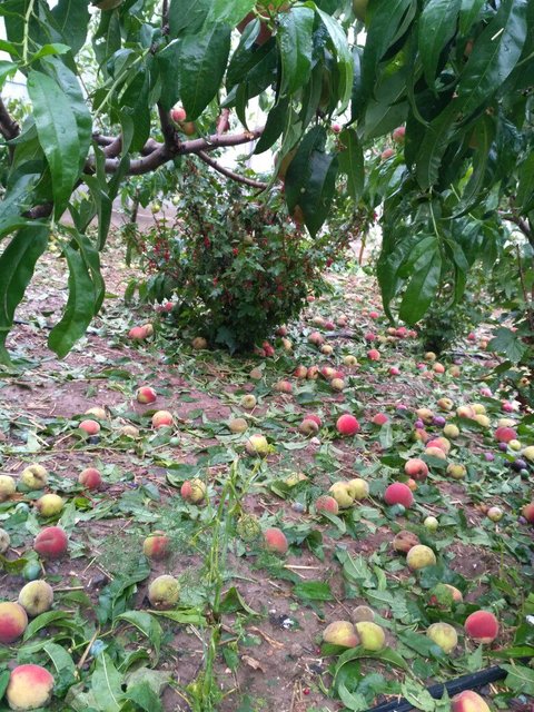 Фото: twitter.com/KrimRt