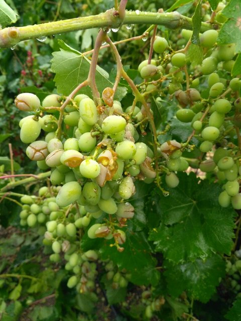 Фото: twitter.com/KrimRt