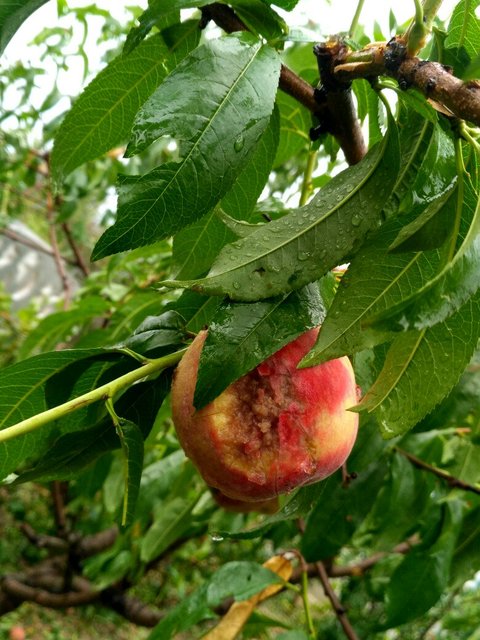 Фото: twitter.com/KrimRt