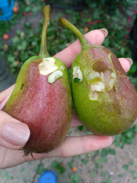 Фото: twitter.com/KrimRt