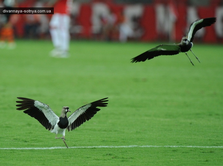 Блог пользователя Oblomov: Футболисты Шахтёра провели игру без национальной символики и требовали прекратить войну