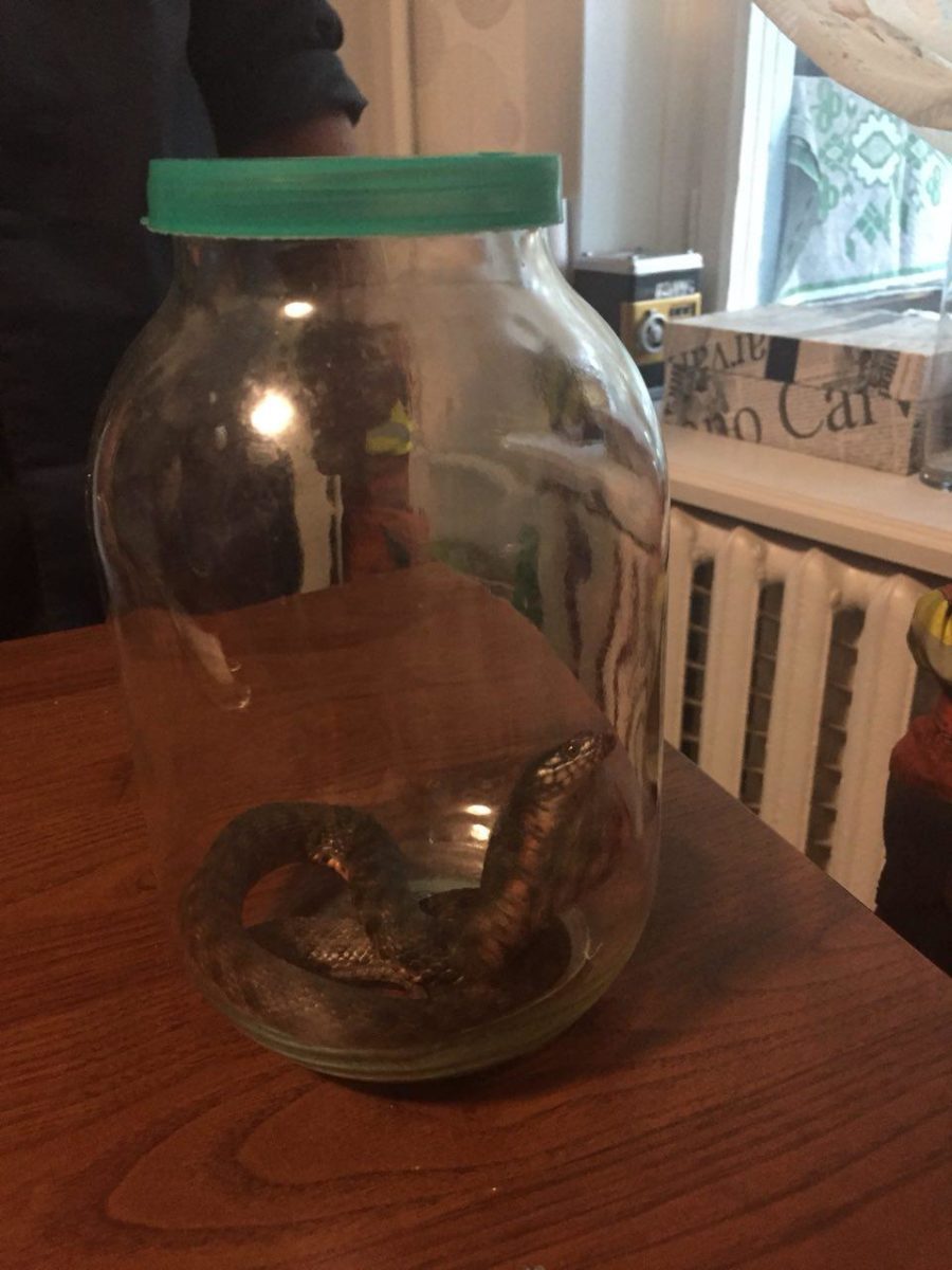 5 авгÑÑÑа гадÑка dqxikeidqxidqrant