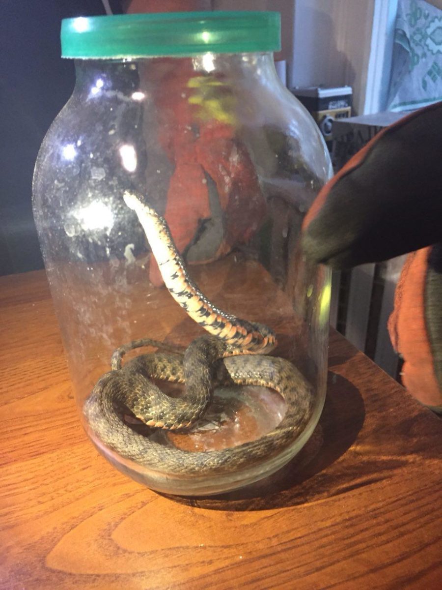 СоÑÑÑдники ÑпеÑÑлÑÐ¶Ð±Ñ Ð±ÑÑÑÑо ÑÑÑановили меÑÑонаÑ
ожденÑе незванного гоÑÑÑ Ð¸ закÑÑли в банке