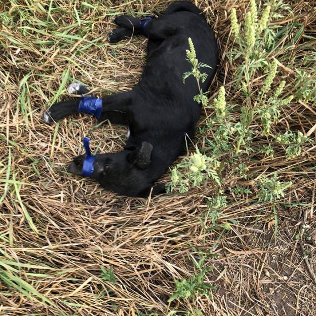        :  dqxikeidqxidqeant