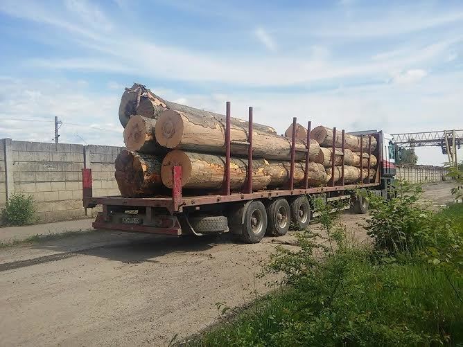 Революционное решение: в Украине за вывоз леÑа будут Ñажать в тюрьмы